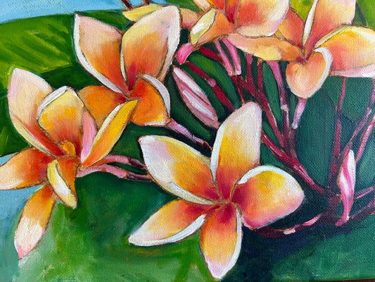 Sunrise Plumeria