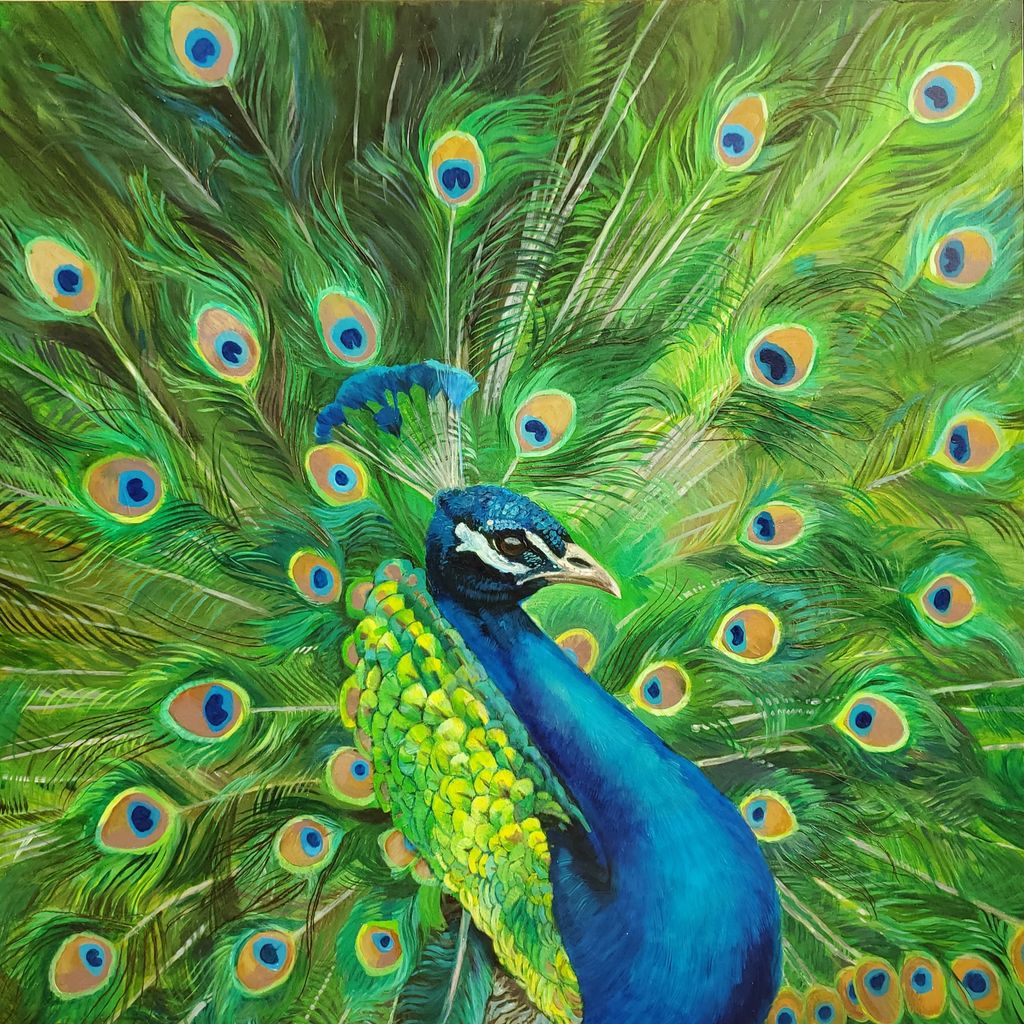 Portrait of a Peacock