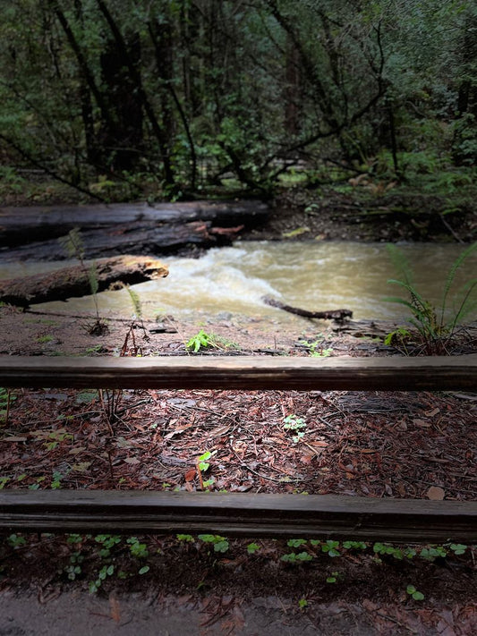 Muir Woods